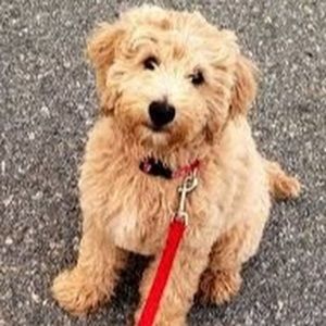 Meet your Posher, Madeline